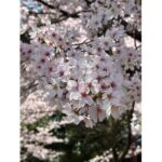 <span class="title">富山の桜</span> <span class="title">富山の桜</span>